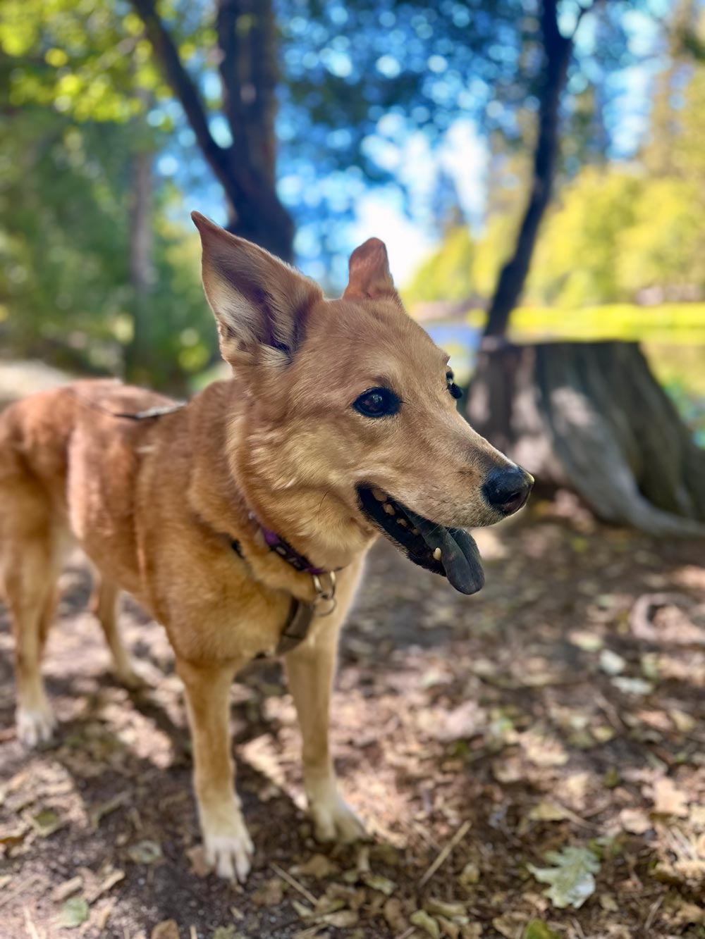 Nova, the couple's dog